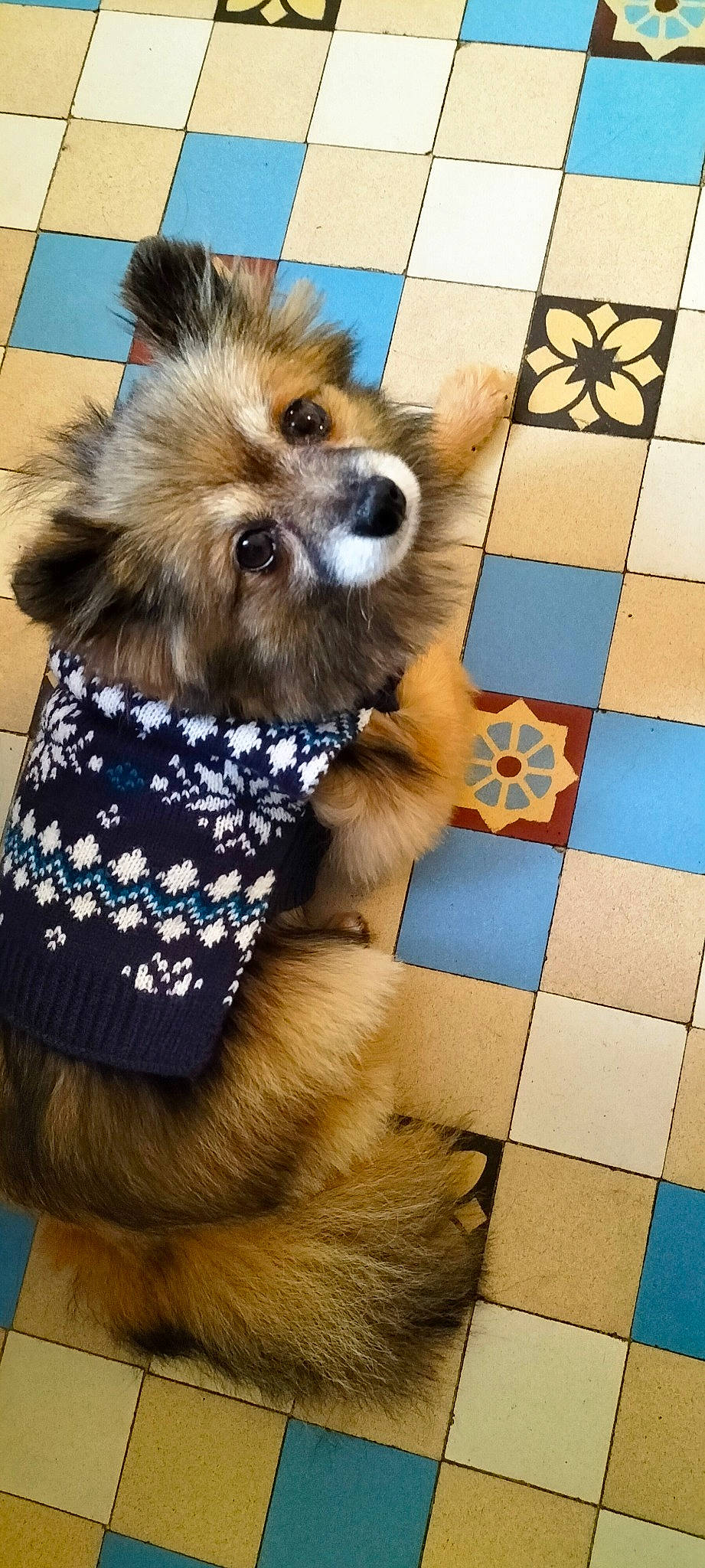 Maya a rejoint le concours — aidez-le/la à gagner de superbes lots ! carnivore, companion_dog, dog, dog_breed, dog_clothes, dog_supply, fashion_accessory, fawn, flooring, fur, hardwood, liver, pet_supply, small_terrier, snapshot, snout, terrier, toy_dog, working_animal, yorkipoo