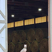 Athena is registered to the contest to win money with this photo: agriculture, barn, calm, collar, dirt_floor, dog, doorway, farm, hay_bales, interior, large_door, natural_light, portrait, round_bales, rural, sitting, stacked_bales, symmetry, white_dog, wooden_beams