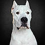 Athena is registered to the contest to win money with this photo: attentive, black_nose, brown_eyes, clean, close_up, cropped_ears, dark_background, dog, dog_face, domestic_animal, front_view, muscular, muzzle, pet, portrait, short_coat, sitting, studio, whiskers, white_dog