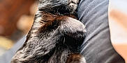 Pepper joined the competition — help win amazing prizes! animal, black_cat, blurred_background, cat, closeup, comfort, cozy, cute, domestic_cat, feline, fur, indoors, nap, paw, pet, relaxed, resting, sleeping, soft_light, whiskers