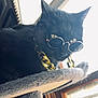 Pepper joined the competition — help win amazing prizes! accessory, animal, black_cat, cat, cool, cute, domestic_cat, feline, furniture, furry, gold_chain, indoor, pet, pet_accessory, portrait, relaxed, resting, sunglasses, sunlight, window