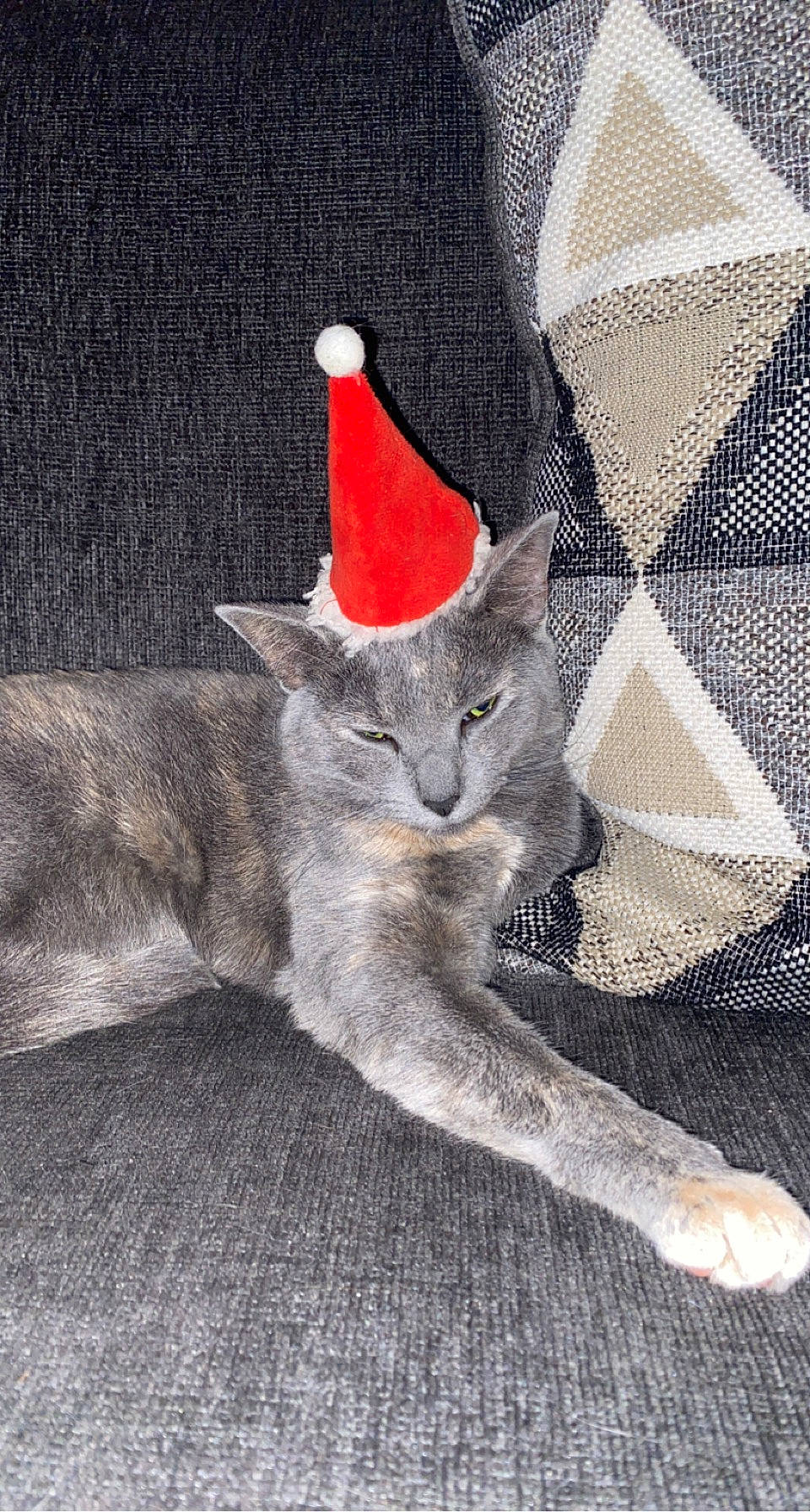 Juniper is registered to the contest to win money with this photo: art, carnivore, cat, cat_furniture, cat_supply, chartreux, claw, costume_hat, domestic_short_haired_cat, felidae, fur, grey, illustration, paw, photo_caption, small_to_medium_sized_cats, snout, tail, whiskers, window