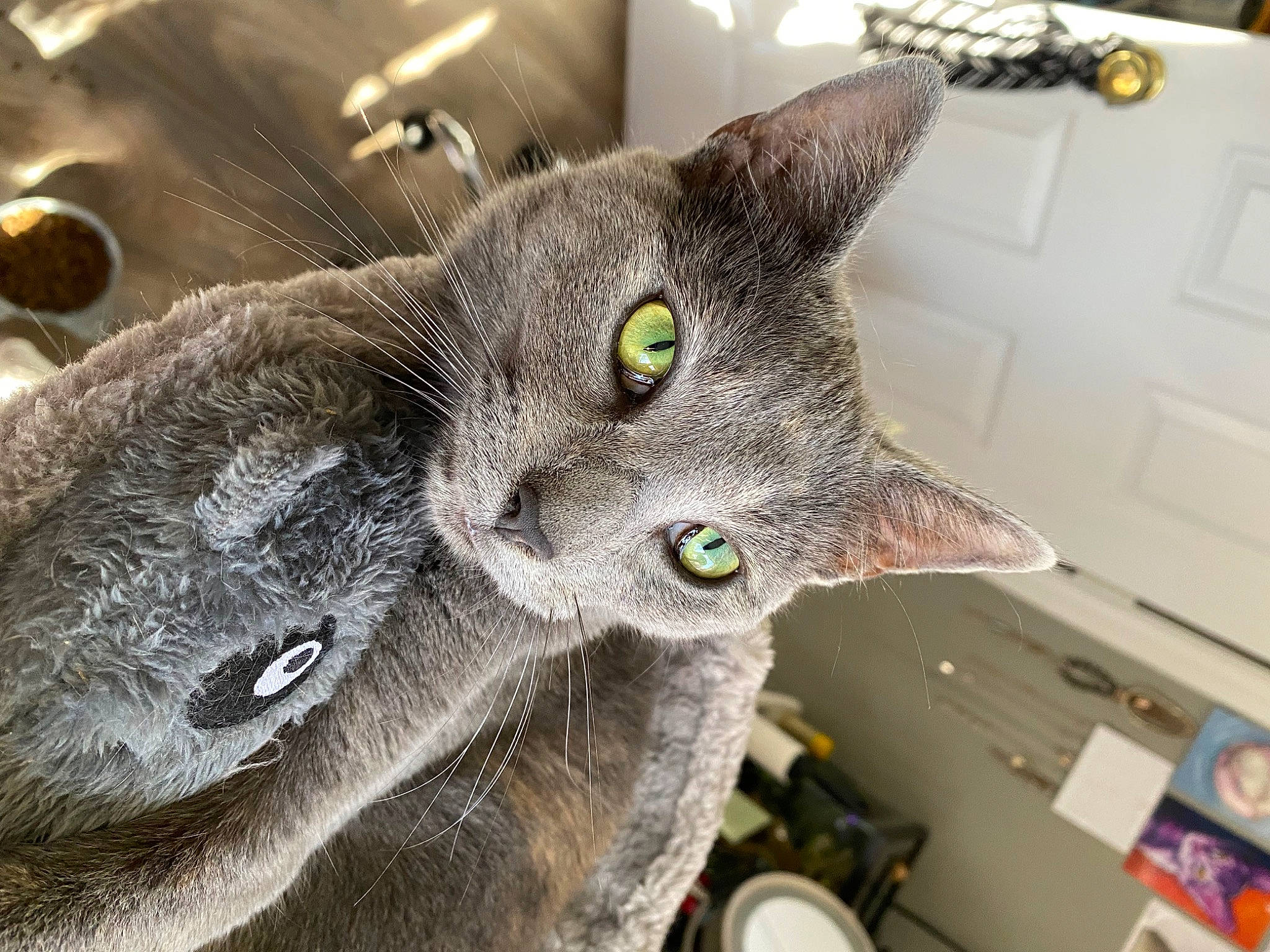 Juniper joined the competition — help win amazing prizes! carnivore, cat, domestic_short_haired_cat, felidae, fur, russian_blue, small_to_medium_sized_cats, wall_plate, whiskers