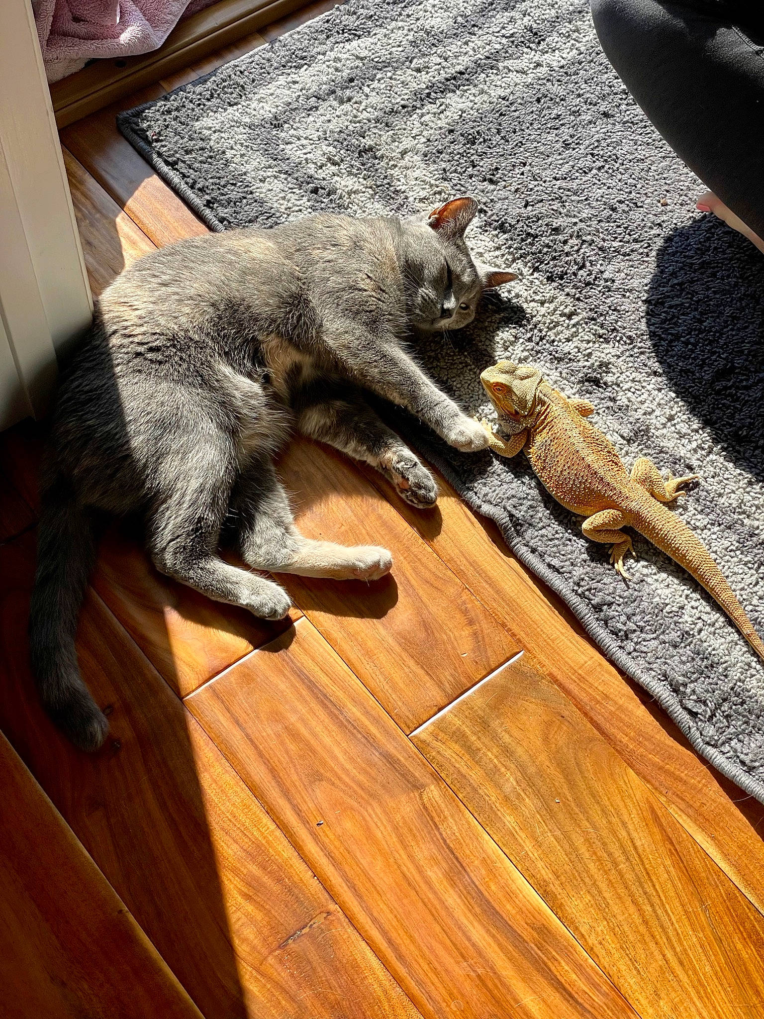 Juniper joined the competition — help win amazing prizes! carnivore, cat, claw, fawn, felidae, floor, flooring, fur, grey, hardwood, plank, road_surface, small_to_medium_sized_cats, snout, tail, terrestrial_animal, whiskers, wood, wood_flooring, wood_stain