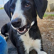 Oslo participe au concours pour gagner de l'argent avec cette photo : dog, black_and_white, puppy, outdoor, pavement, animal, pet, sitting, close_up, happy, canine, ears, nose, mouth, fur, collar, daylight, building, grass, curious