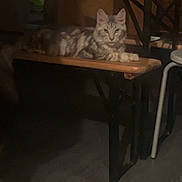 Ares a rejoint le concours — aidez-le/la à gagner de superbes lots ! cat, indoor, bench, wooden_furniture, gray_cat, white_cat, pet, animal, floor, table, dim_lighting, curious, feline, resting, domestic, cozy, living_room, quiet, calm, household