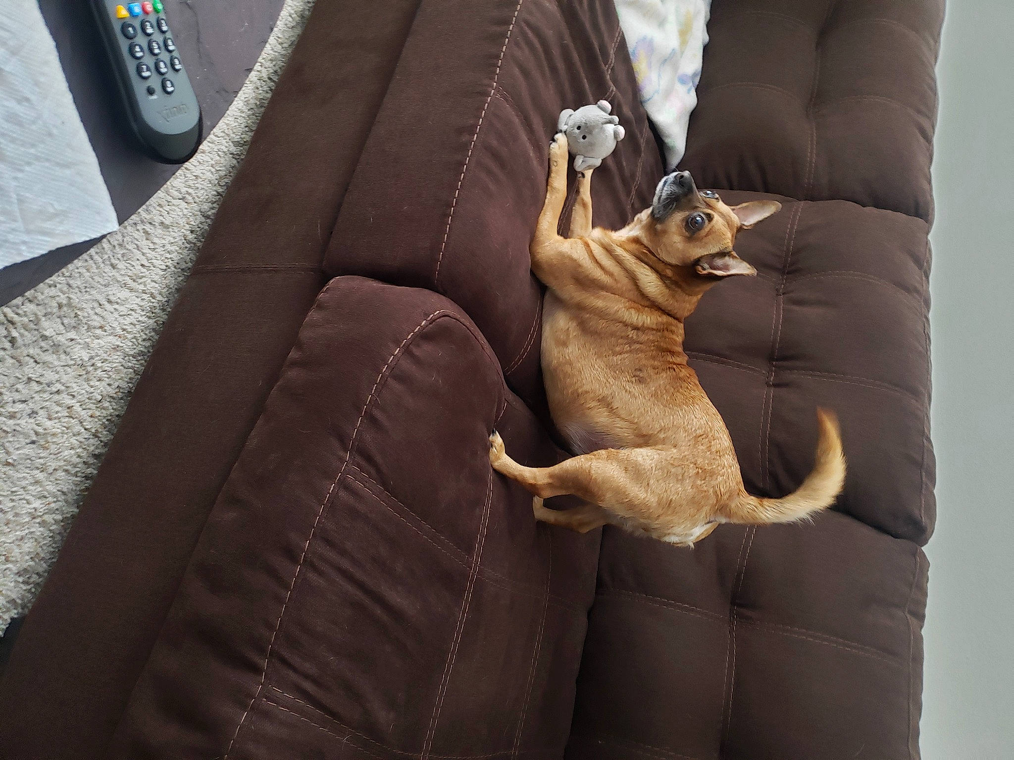 Rico Lee is registered to the contest to win money with this photo: bag, canidae, car_seat, car_seat_cover, carnivore, comfort, companion_dog, couch, dog, dog_breed, fawn, felidae, human_leg, metal, personal_luxury_car, seat_belt, sporting_group, sunglasses, vehicle_door, watch