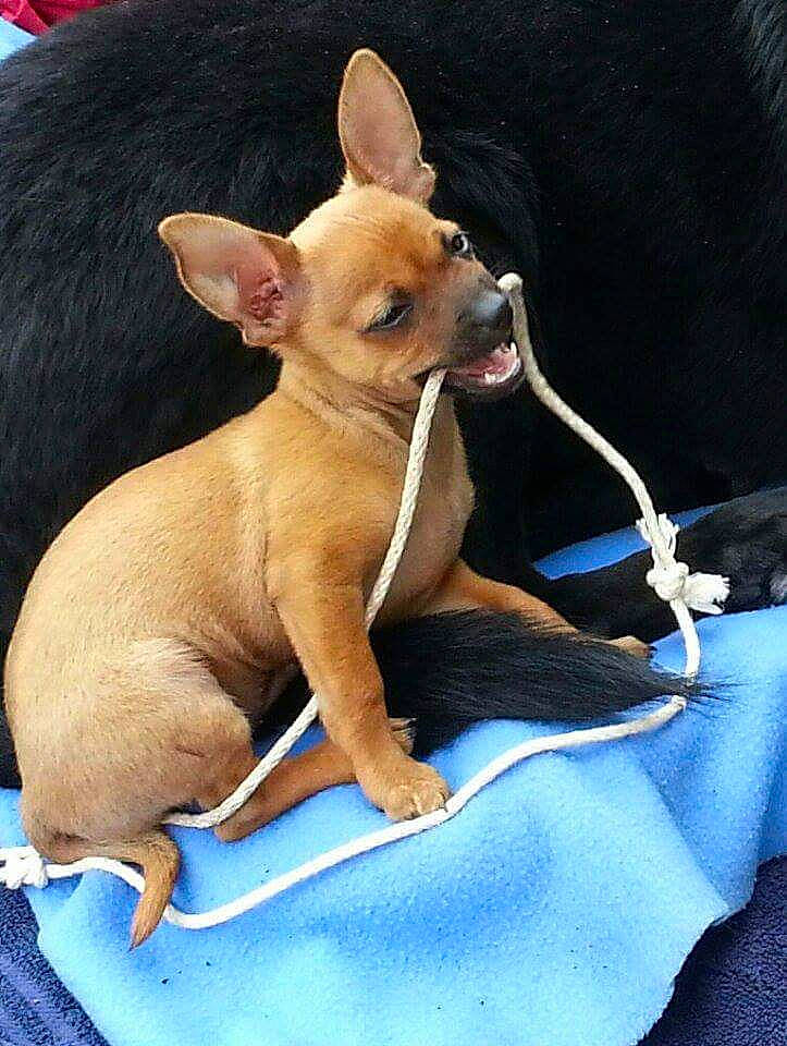 Rico Lee joined the competition — help win amazing prizes! canidae, carnivore, chihuahua, companion_dog, dog, dog_breed, dog_supply, ear, electric_blue, fawn, fur, pet_supply, russkiy_toy, snout, sporting_group, tail, terrestrial_animal, toy_dog, whiskers, working_animal