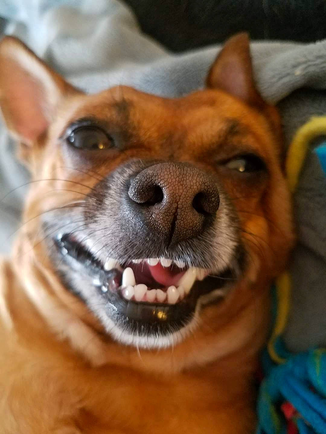 Rico Lee joined the competition — help win amazing prizes! canidae, carnivore, close_up, collar, companion_dog, dog, dog_breed, dog_collar, ear, fawn, fur, jaw, mammal, snout, sporting_group, terrestrial_animal, vertebrate, whiskers, working_animal, working_dog