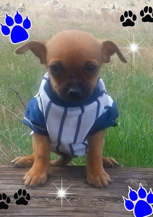 Rico Lee is registered to the contest to win money with this photo: blue, canidae, carnivore, chihuahua, companion_dog, dog, dog_breed, dog_clothes, dog_supply, electric_blue, fawn, grass, pattern, paw, photo_caption, snout, sporting_group, toy_dog, whiskers, working_animal