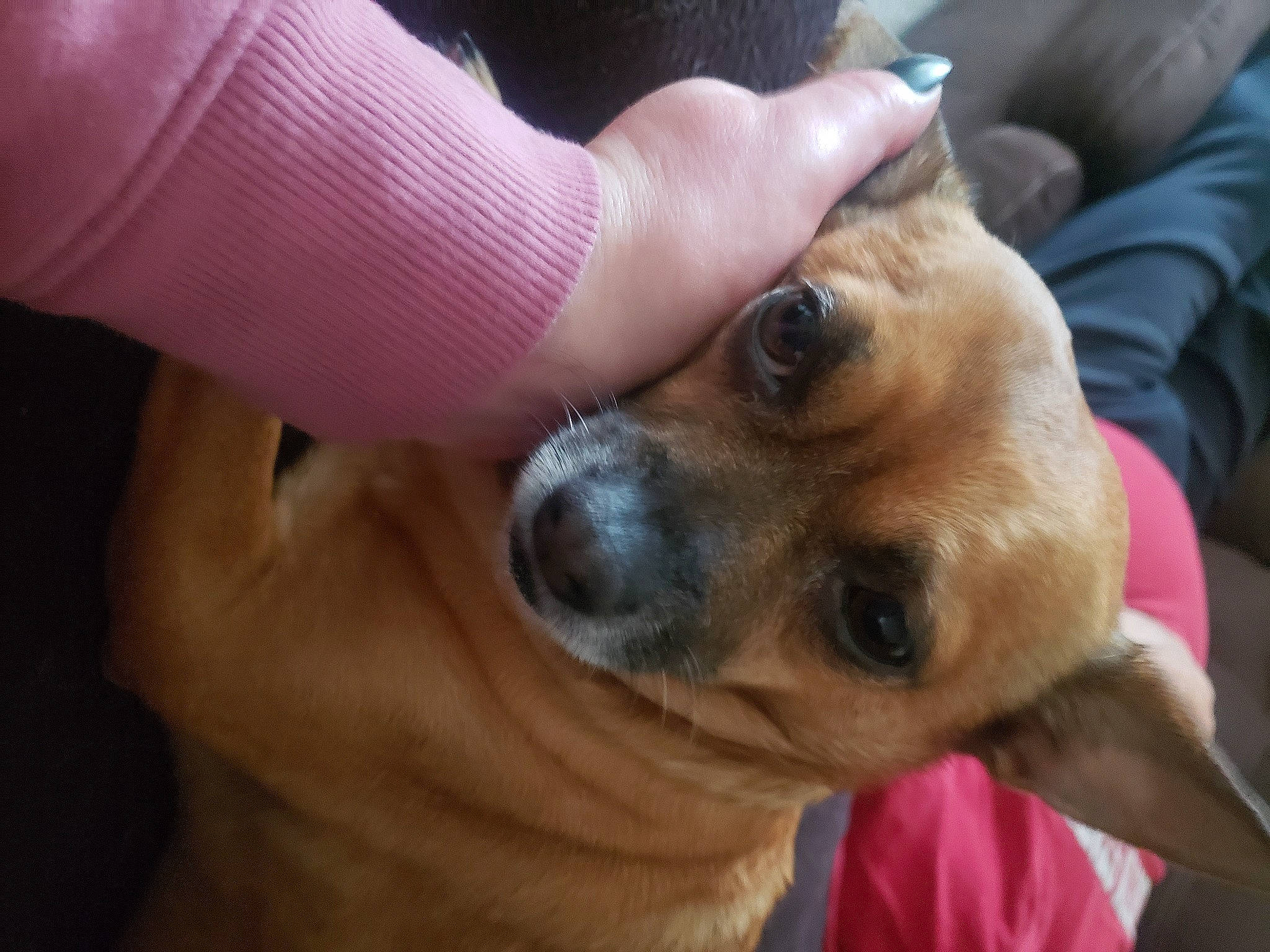 Rico Lee joined the competition — help win amazing prizes! aircraft, canidae, carnivore, companion_dog, dog, dog_breed, ear, fawn, finger, fur, hand, nail, paw, selfie, snout, sporting_group, sunglasses, thumb, toy_dog, whiskers