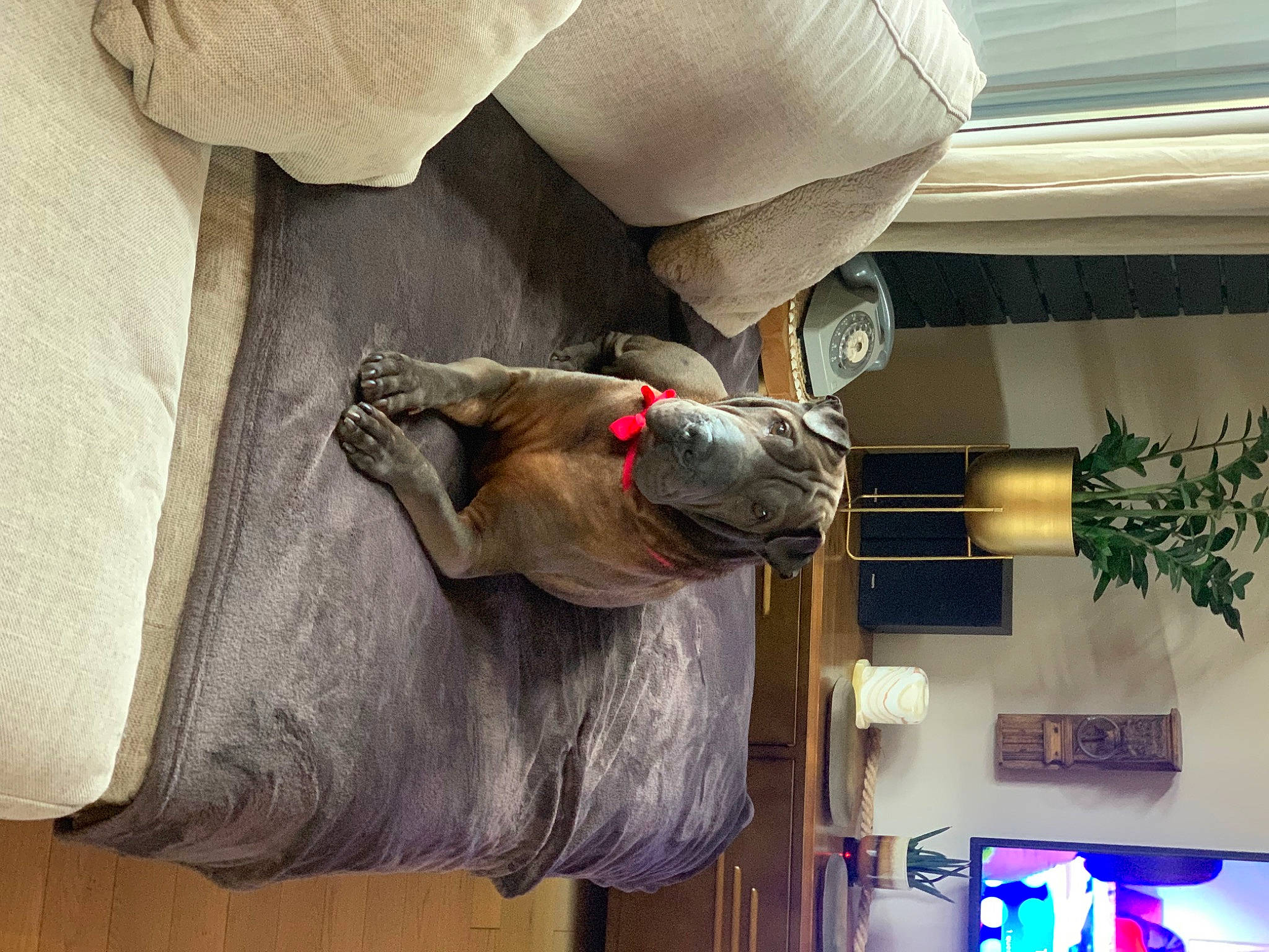 Largo a rejoint le concours — aidez-le/la à gagner de superbes lots ! comfort, elbow, fur, houseplant, human_leg, leg, plant, room, textile, wood, wrist