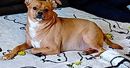 Copper is registered to the contest to win money with this photo: alert, bedding, blanket, brown_fur, chihuahua_mix, close_up, couch, cute, dog, ears, indoor, lying_down, nose, paws, pet, portrait, relaxed, short_hair, snoopy_blanket, white_chest
