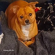 Copper is registered to the contest to win money with this photo: dog, small_dog, brown_dog, white_chest, blanket, cozy, indoors, pet, looking_up, cute, fur, animal, domestic_animal, resting, bed, fabric, warm, companion, portrait, snout