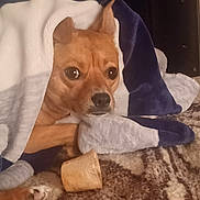 Copper joined the competition — help win amazing prizes! dog, blanket, brown, pet, chew_toy, cozy, indoor, resting, animal, fur, ears, snout, paw, bed, comfort, relaxed, cute, looking, closeup, soft