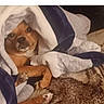 animal, blanket, brown_dog, carpet, comfort, cozy, cute, dog, fur, home, indoor, lying_down, paw, pet, relaxed, resting, small_dog, snuggled, warm, wrapped