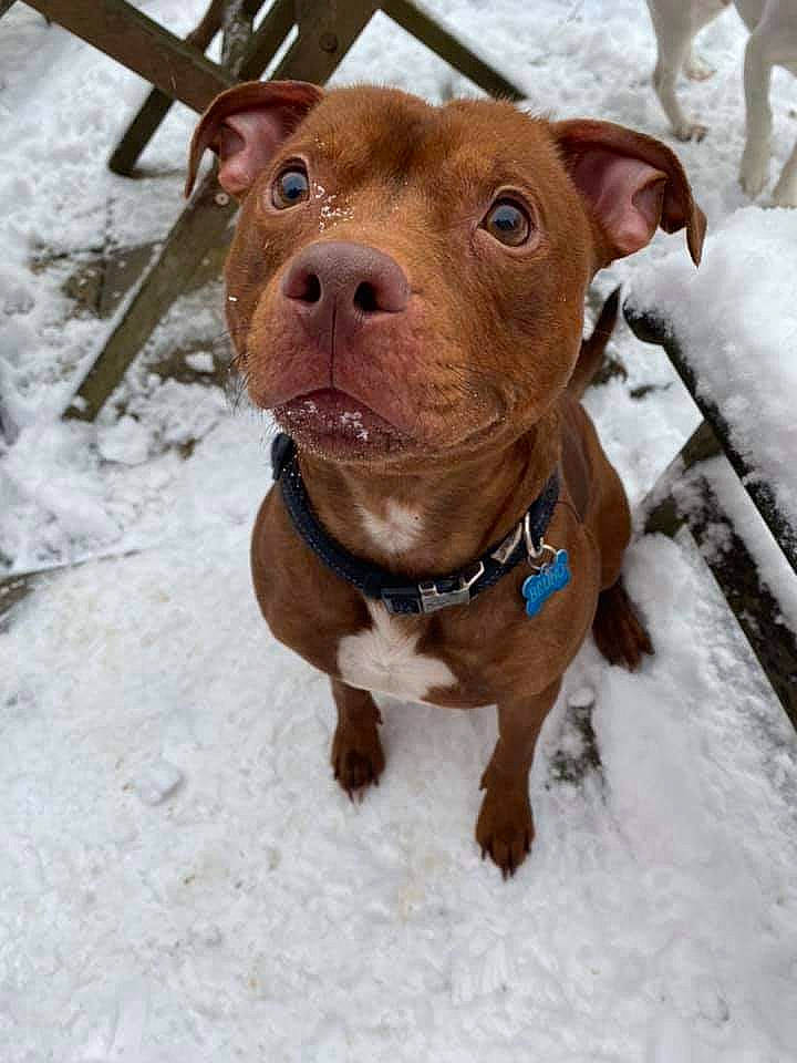 Bruno is registered to the contest to win money with this photo: carnivore, collar, companion_dog, dog, dog_breed, dog_collar, fawn, freezing, fur, guard_dog, leash, liver, pet_supply, snout, snow, sporting_group, whiskers, winter, working_animal, wrinkle