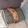 Vanille a rejoint le concours — aidez-le/la à gagner de superbes lots ! animal, belly_up, brown_fur, chair, cushion, cute, dog, floor, furniture, home, indoors, nap, paws, pet_bed, puppy, relaxed, resting, sleeping, small_dog, tile