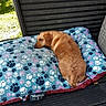 Vanille participe au concours pour gagner de l'argent avec cette photo : animal, bench, brown_fur, cushion, cute, dachshund, dog, garden, moustache, outdoor, paw_prints, pet, pillow, portrait, relaxed, resting, short_hair, sleeping, sunlight, wood