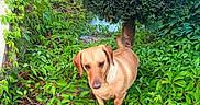 Vanille participe au concours pour gagner de l'argent avec cette photo : animal, brown_fur, dog, floppy_ears, foliage, garden, greenery, looking_at_camera, nature, outdoor, paved_surface, pet, plants, portrait, shrubs, small_dog, standing, tan_dog, tree, vines