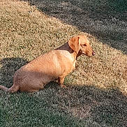 Vanille participe au concours pour gagner de l'argent avec cette photo : animal, backyard, brown_dog, canine, dachshund, dog, floppy_ears, grass, lawn, long_body, outdoor, pet, photography, shadow, short_haired, side_profile, sitting, snout, sunlight, tail