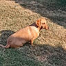 animal, backyard, brown_dog, canine, dachshund, dog, floppy_ears, grass, lawn, long_body, outdoor, pet, photography, shadow, short_haired, side_profile, sitting, snout, sunlight, tail