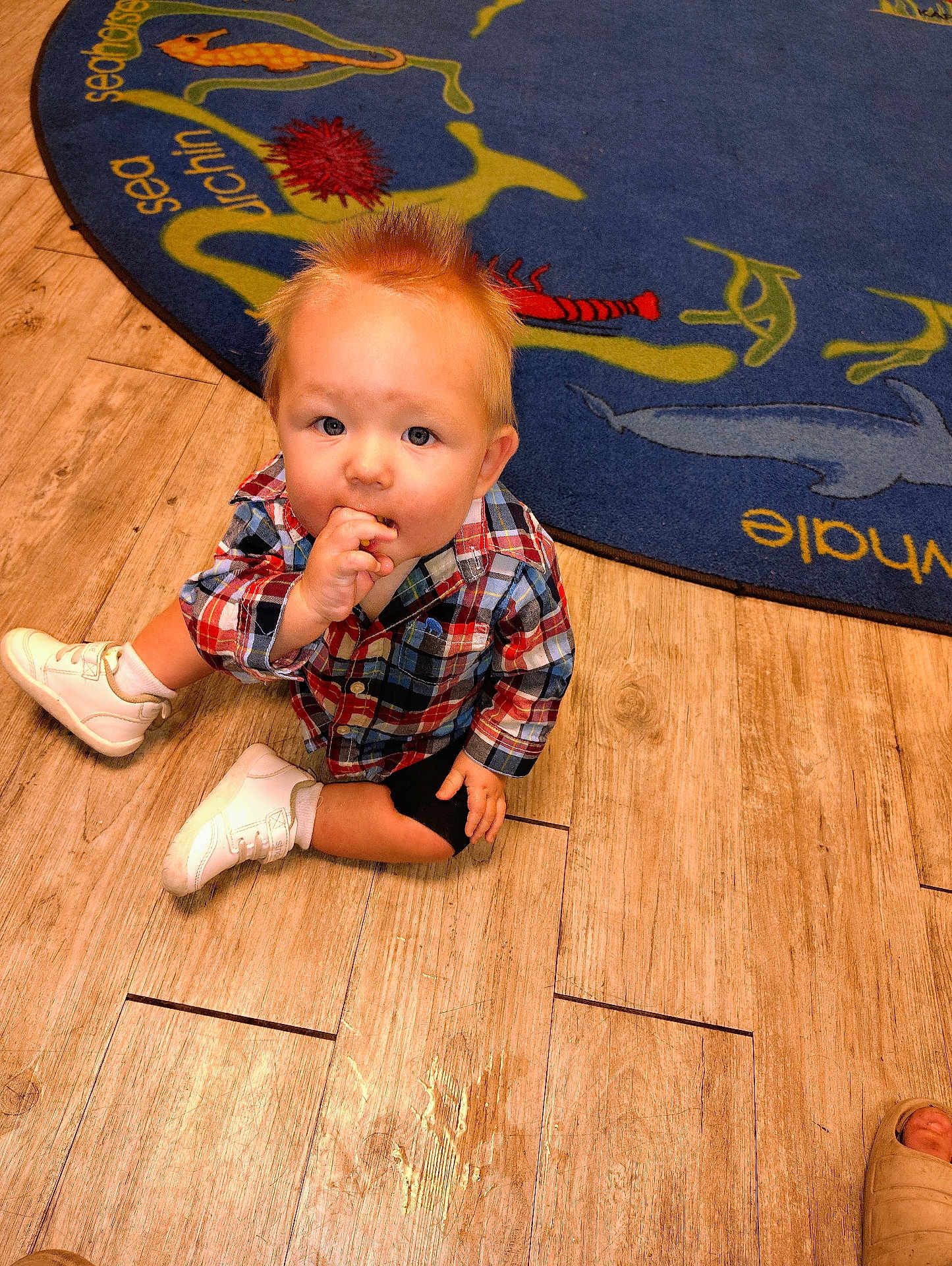 Joe is registered to the contest to win money with this photo: toddler, child, plaid_shirt, white_shoes, wooden_floor, rug, sea_theme, sitting, snack, curious, indoor, cute, spiky_hair, flooring, carpet, baby, person, casual_clothing, footwear, portrait