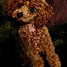 Fred D Rotten joined the competition — help win amazing prizes! puppy, dog, brown_dog, curly_fur, floppy_ears, shiny_eyes, small_dog, toy_poodle, portrait, sitting, indoor, cushion, pillows, floral_pattern, green_background, dark_lighting, pet, cute, fluffy, close_up