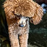 dog, poodle, apricot_coat, curly_fur, fluffy, pet, canine, portrait, close_up, outdoor, garden, blurred_background, standing, looking_down, long_legs, floppy_ears, black_nose, fur, animal, photography