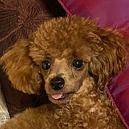 Fred D Rotten joined the competition — help win amazing prizes! dog, puppy, brown_fur, fluffy, curly_fur, pet, animal, face, eyes, nose, tongue, cute, portrait, close_up, blanket, pink_blanket, cozy, indoors, happy, snuggling