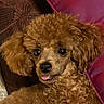 dog, puppy, brown_fur, fluffy, curly_fur, pet, animal, face, eyes, nose, tongue, cute, portrait, close_up, blanket, pink_blanket, cozy, indoors, happy, snuggling