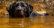 Dalton is registered to the contest to win money with this photo: dog, black_dog, water, stream, forest, nature, outdoor, wet, animal, submerged, head, canine, river, trees, reflection, summer, wildlife, muddy_water, calm, closeup