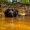 dog, black_dog, water, stream, forest, nature, outdoor, wet, animal, submerged, head, canine, river, trees, reflection, summer, wildlife, muddy_water, calm, closeup