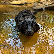 Dalton joined the competition — help win amazing prizes! dog, water, stream, muddy_water, wet, animal, outdoor, nature, reflection, ripples, black_dog, canine, lying_down, forest_floor, rocks, calm, pet, shallow_water, summer, relaxation