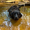 dog, water, stream, muddy_water, wet, animal, outdoor, nature, reflection, ripples, black_dog, canine, lying_down, forest_floor, rocks, calm, pet, shallow_water, summer, relaxation