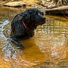 Dalton joined the competition — help win amazing prizes! dog, black_dog, wet_dog, water, creek, muddy_water, nature, outdoor, animal, collar, reflection, sunlight, earth_tones, riverbank, forest_floor, ripples, thoughtful, mammal, pet, summer