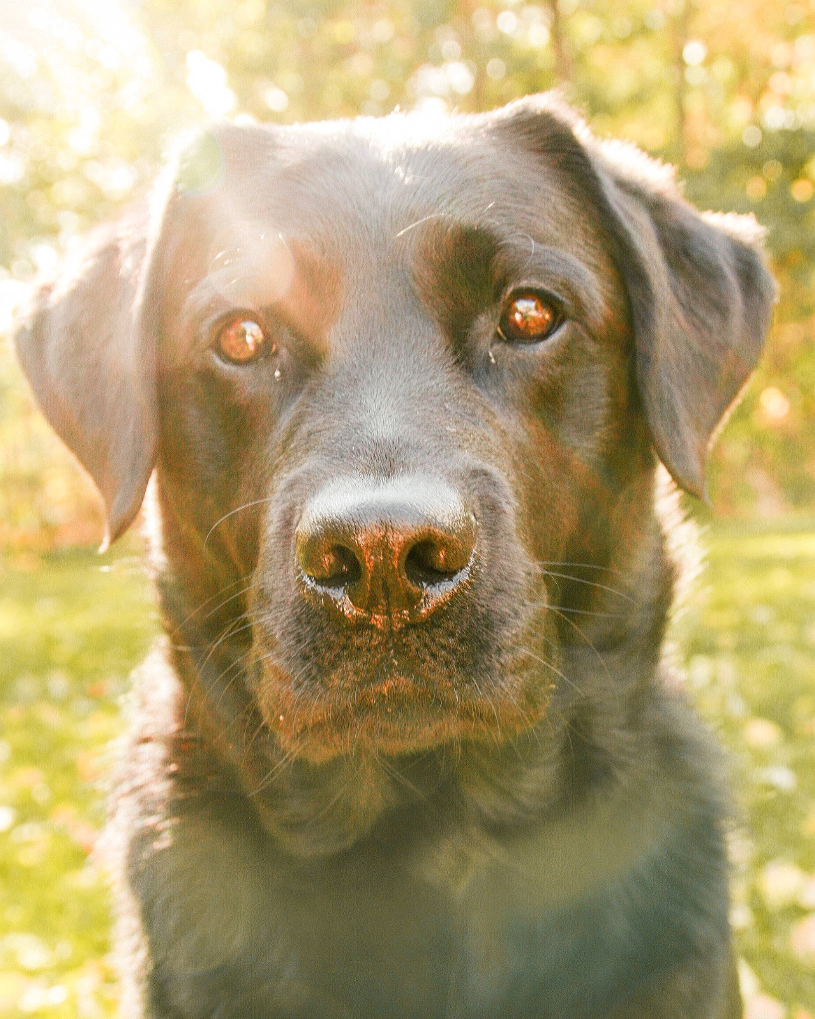 Stanley is registered to the contest to win money with this photo: borador, canidae, carnivore, companion_dog, dog, dog_breed, fawn, grass, hunting_dog, labrador_retriever, mammal, nose, pointing_breed, retriever, snout, sporting_group, vertebrate, whiskers