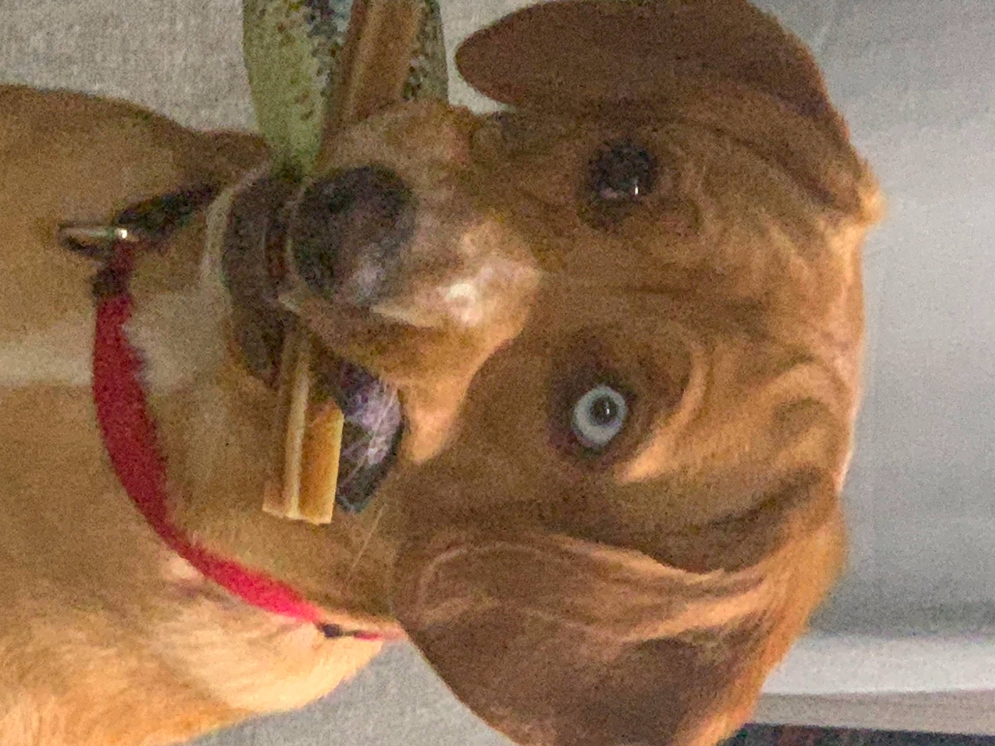 Syana a rejoint le concours — aidez-le/la à gagner de superbes lots ! art, canidae, carnivore, collar, companion_dog, dog, dog_breed, dog_collar, ear, fawn, fur, liver, paw, snout, sporting_group, sunglasses, toy_dog, whiskers, working_animal, wrinkle