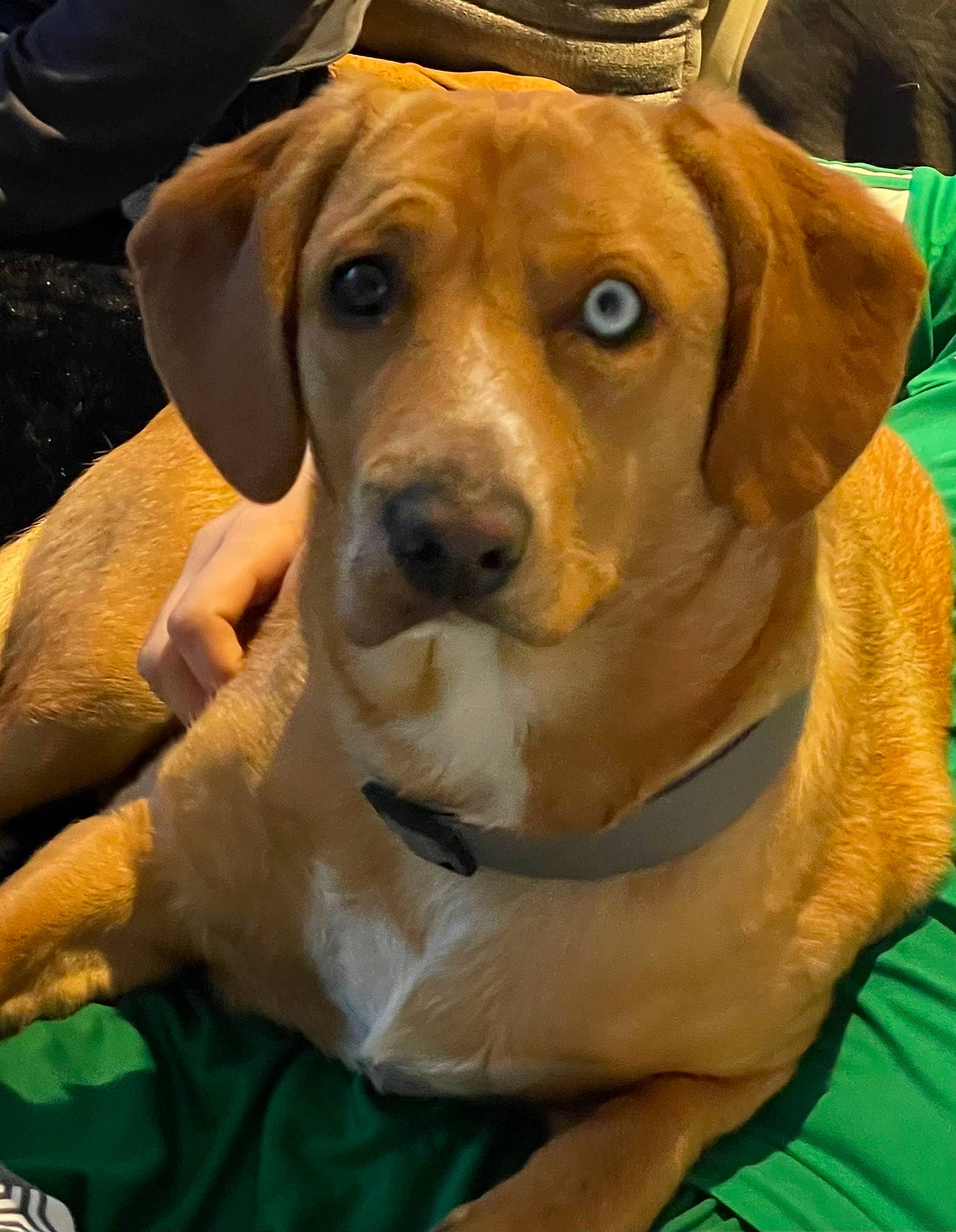 Syana a rejoint le concours — aidez-le/la à gagner de superbes lots ! carnivore, collar, companion_dog, dog, dog_breed, dog_collar, fashion_accessory, fawn, fur, green, hat, hound, hunting_dog, leash, pet_supply, puppy, selfie, whiskers, working_animal, working_dog