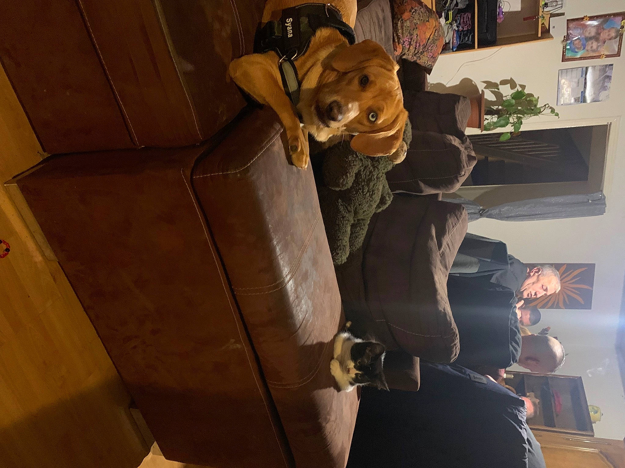 Syana a rejoint le concours — aidez-le/la à gagner de superbes lots ! chair, door, fawn, felidae, flooring, formal_wear, fur, hardwood, house, houseplant, plant, plush, room, shelf, stuffed_toy, suit, teddy_bear, toy, vehicle_door, wood