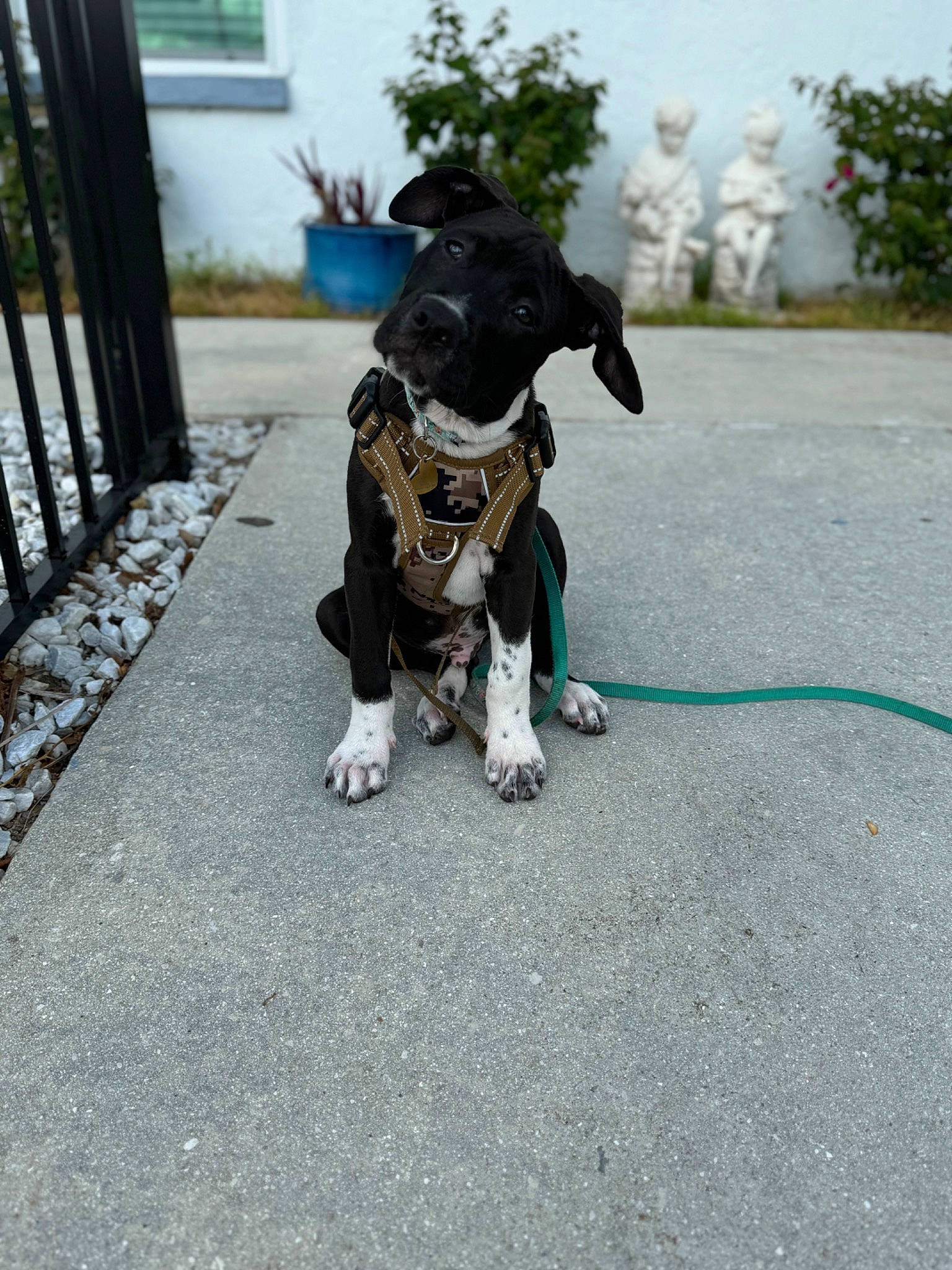 Romeo joined the competition — help win amazing prizes! asphalt, canidae, carnivore, companion_dog, dog, dog_breed, dog_clothes, dog_supply, fawn, fur, grass, leash, plant, road, road_surface, sidewalk, snout, sporting_group, tail, toy_dog