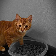 Kevin is registered to the contest to win money with this photo: cat, orange_tabby, pet, food_bowl, kibble, indoor, animal, paw, looking, fur, whiskers, face, eyes, ears, table, container, meal, domestic_cat, feeding, curious