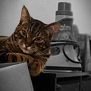 Dou joined the competition — help win amazing prizes! cat, tabby, box, curious, domestic, pet, indoor, feline, animal, whiskers, ears, closeup, brown, striped, portrait, looking, resting, household, appliance, background