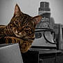 cat, tabby, box, curious, domestic, pet, indoor, feline, animal, whiskers, ears, closeup, brown, striped, portrait, looking, resting, household, appliance, background