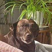 Kona is registered to the contest to win money with this photo: blanket, chocolate_dog, closeup, couch, cozy, dog, eyes, fur, home_interior, houseplant, indoor_plant, muzzle, pet, pillow, portrait, potted_plant, relaxed, spider_plant, sunlight, wooden_table