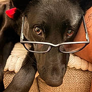 Willow is registered to the contest to win money with this photo: dog, black_dog, glasses, pet, close_up, face, ears, eyes, nose, fur, couch, blanket, indoor, resting, animal, muzzle, comfort, cute, portrait, relaxed