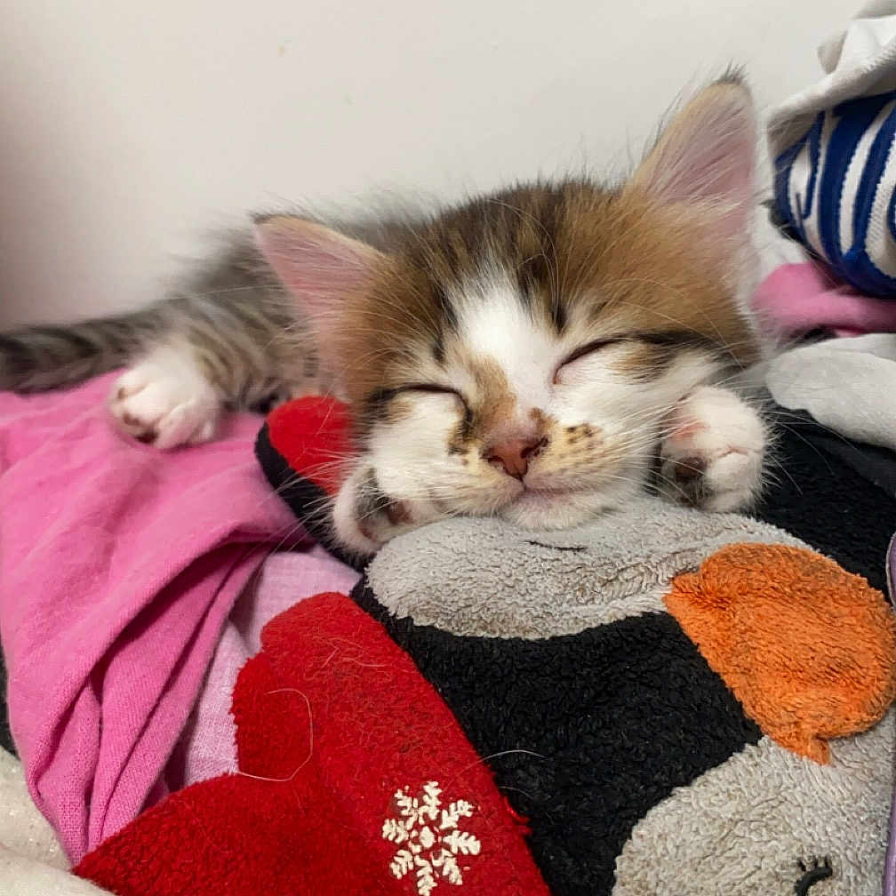 Nalha participe au concours pour gagner de l'argent avec cette photo : animal, blanket, canine, cat, couch, cushion, dog, face, furniture, head, homedecor, indoors, kitten, person, pet, photography, plush, portrait, sleeping, toy