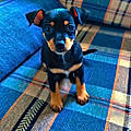 Brando P.