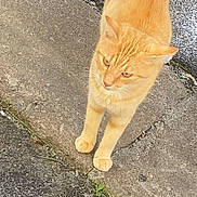 Diesel participe au concours pour gagner de l'argent avec cette photo : animal, cat, closeup, concrete, daylight, ears, eyes, feline, ginger_cat, orange_fur, outdoor, pavement, pet, portrait, sidewalk, standing, street, tail, walking, whiskers