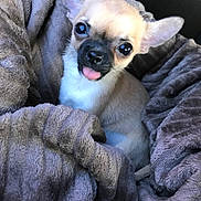 Valentin a rejoint le concours — aidez-le/la à gagner de superbes lots ! dog, puppy, chihuahua, small_dog, cream_fur, white_fur, black_muzzle, floppy_ears, large_eyes, tongue_out, cute, portrait, close_up, blanket, wrapped, cozy, indoor, seated, pet, adorable